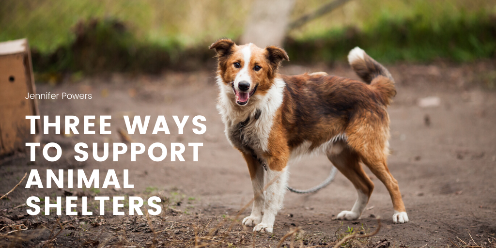 Three Ways To Support Animal Shelters
